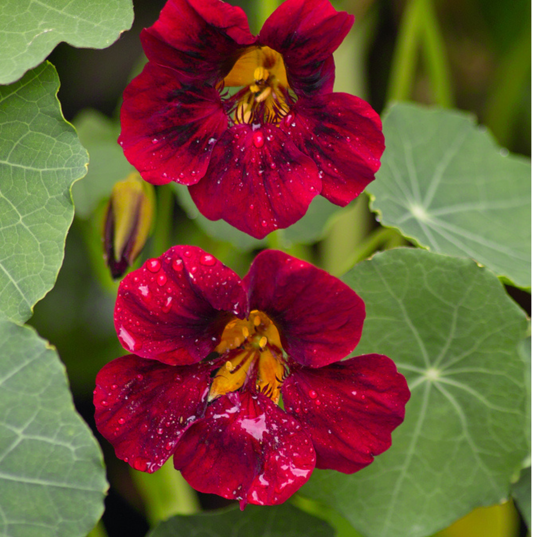 Seeds Black Velvet Nasturtium