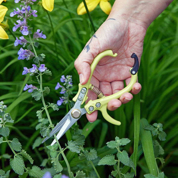 Garden Shears : Sage