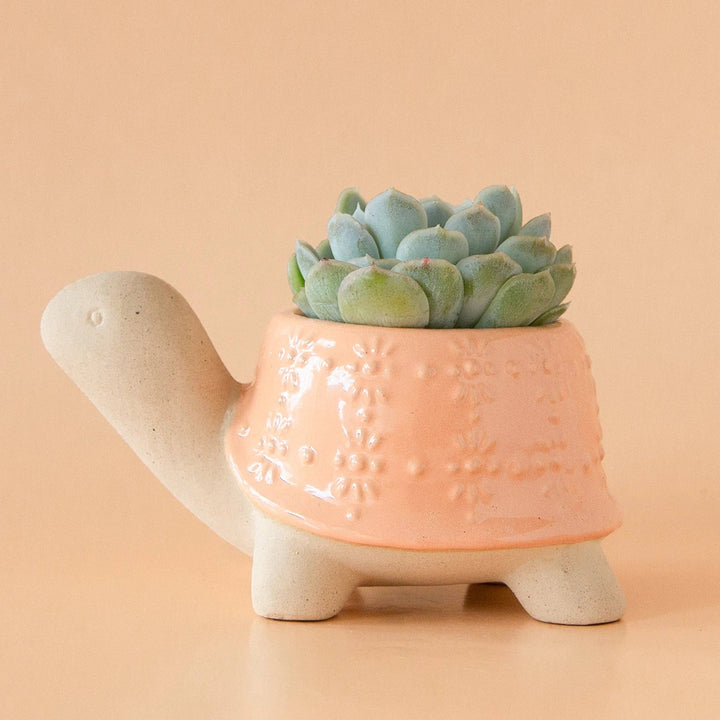 Turtle Planter | Sunset : Medium