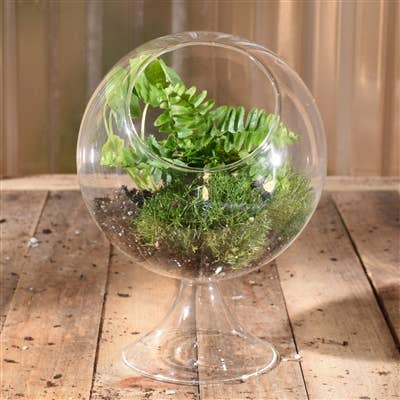 Sole Terrarium, Glass - Round, Lrg