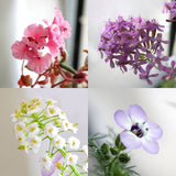 Plantable Seed Paper Greeting Card - Common Sense...