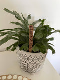 Witchy Vibes Plant Signs: Plant Witch
