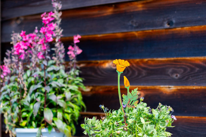 California Poppy Pick -Painted