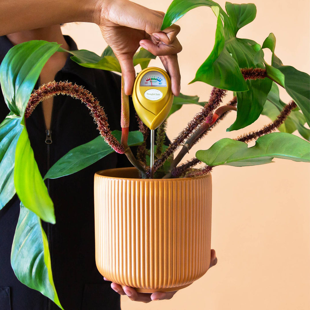 Lucy Planter | Ginger: 3 inch