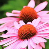 Seeds Strength in Echinacea Flower Tarot Garden + Giftable Packet