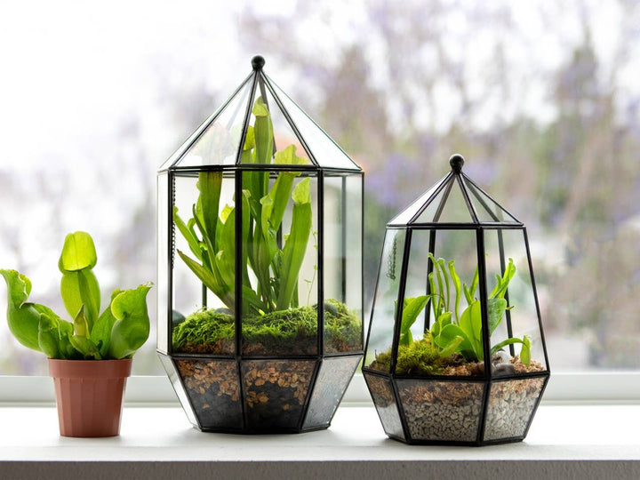 Glass Terrarium: Large