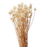 Dried Eryngium