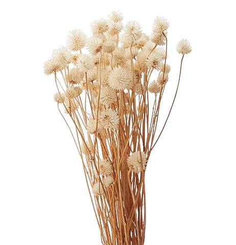 Dried Eryngium