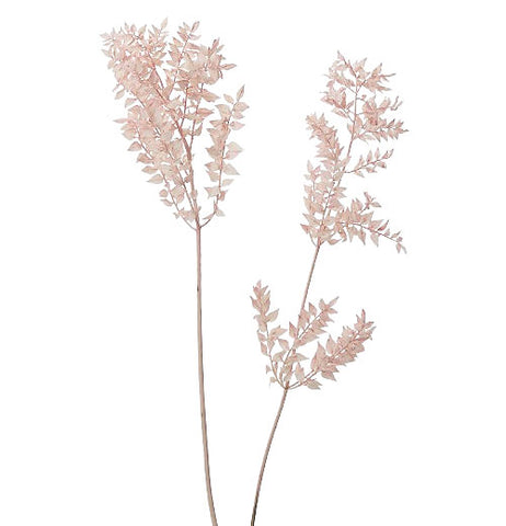 Dried Ruscus