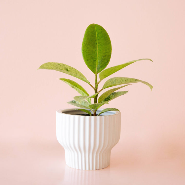 Presley Pedestal Planter - White 4.5 inch