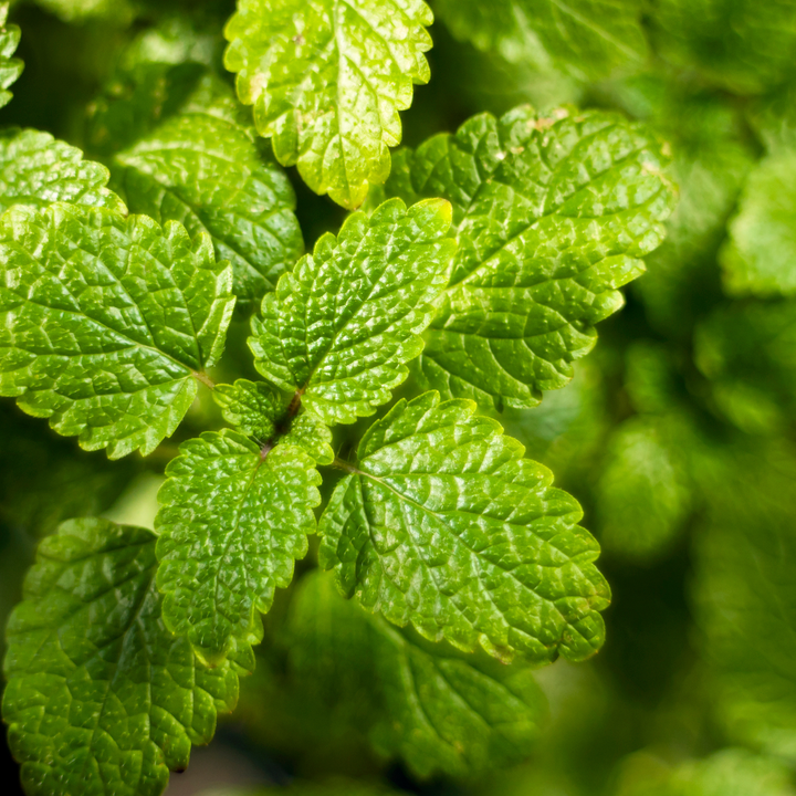 Seeds Lemon Balm