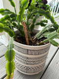 Everyday Plant Sticks/Signs: Happy Birthday