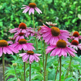 Seeds Strength in Echinacea Flower Tarot Garden + Giftable Packet