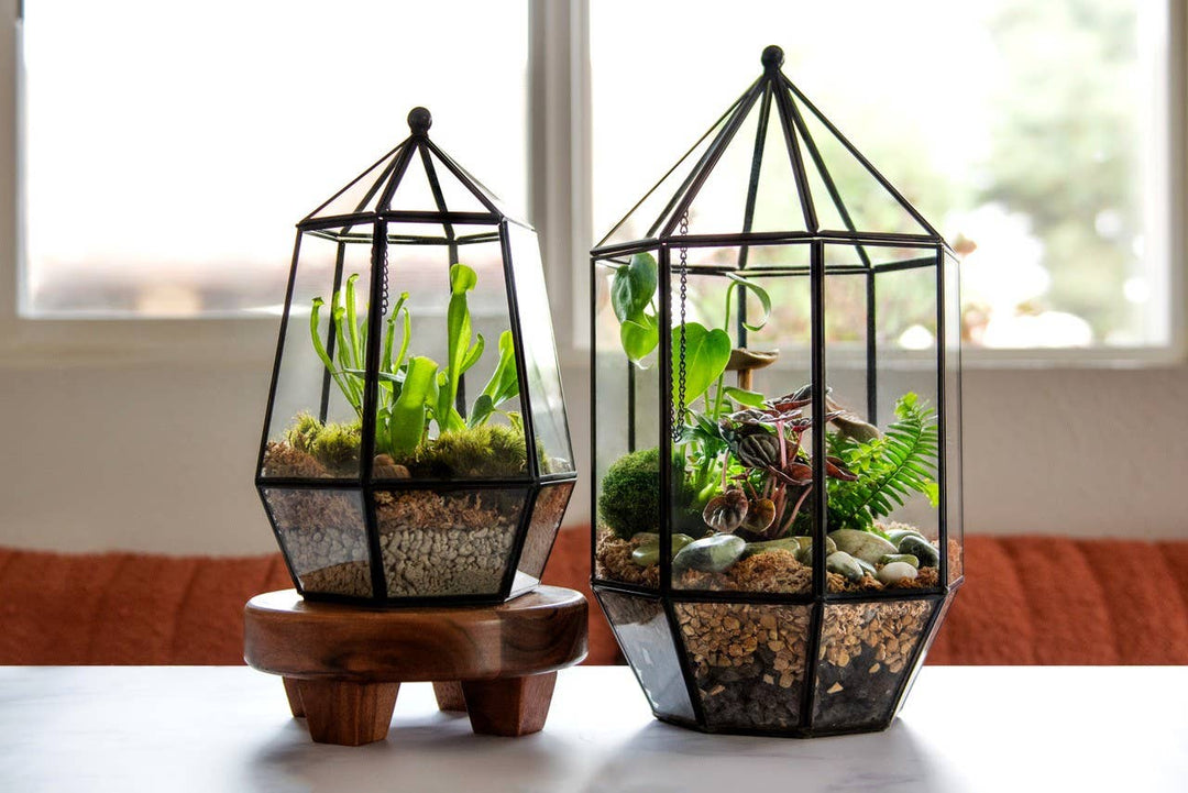 Glass Terrarium: Large
