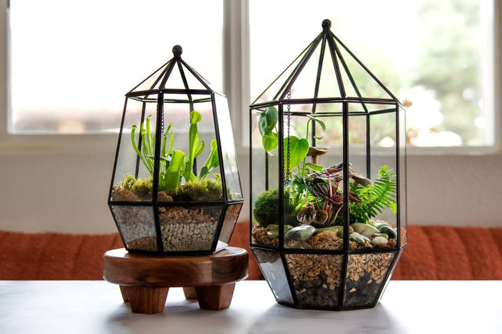 Glass Terrarium: Large