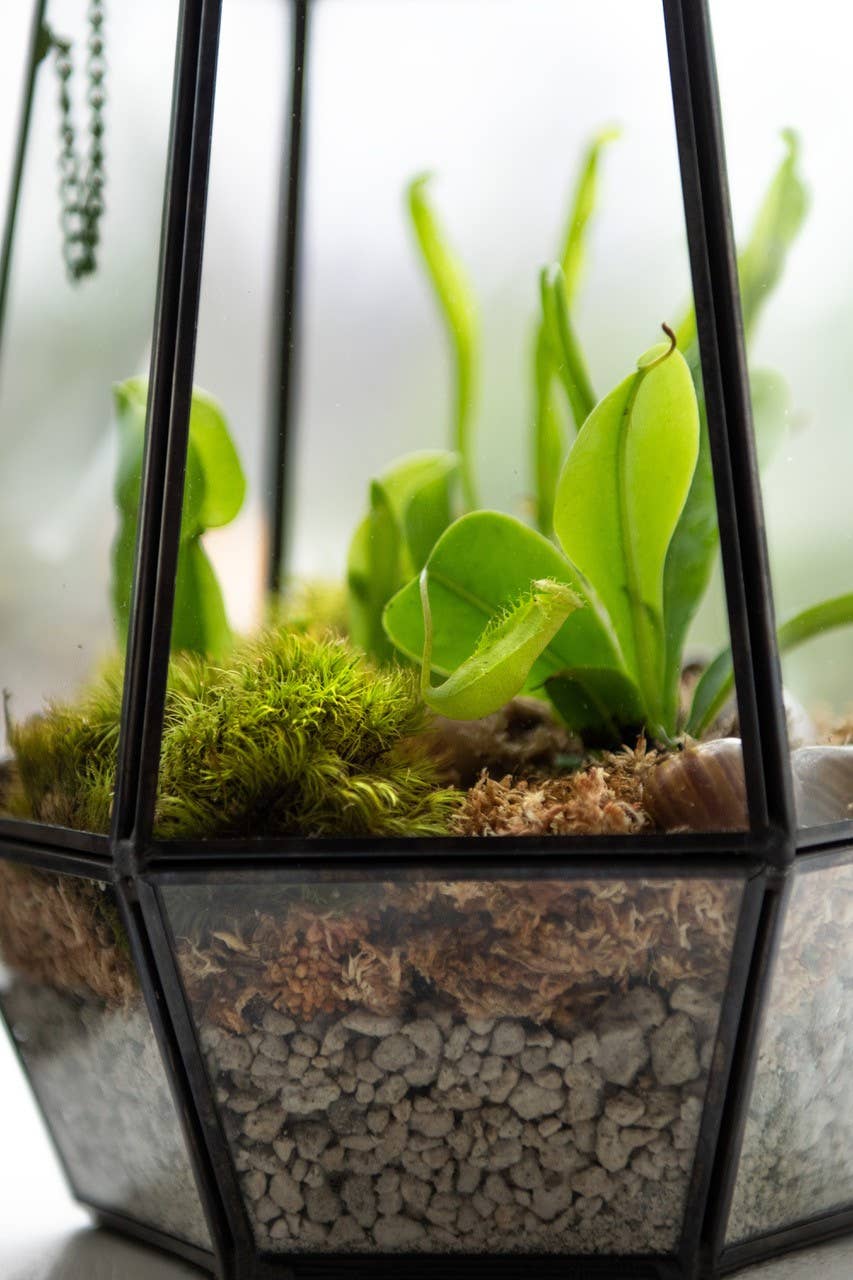 Glass Terrarium: Large