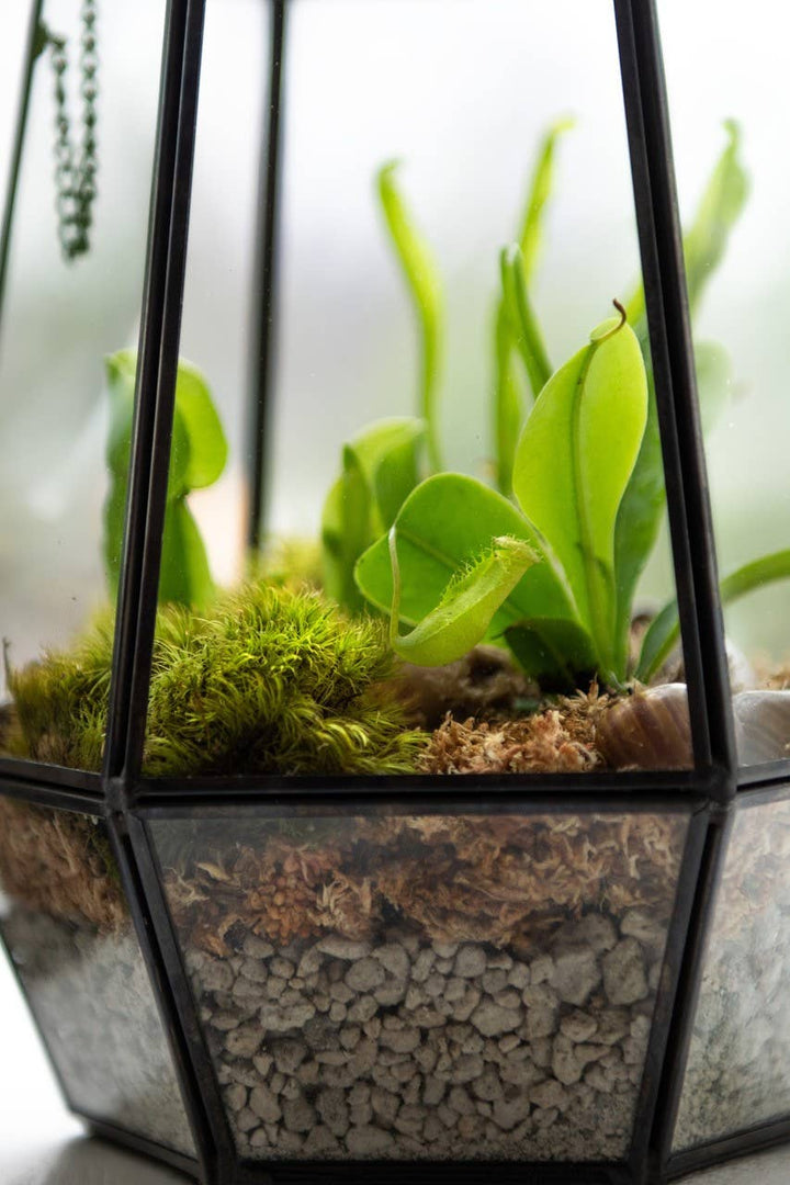 Glass Terrarium: Large