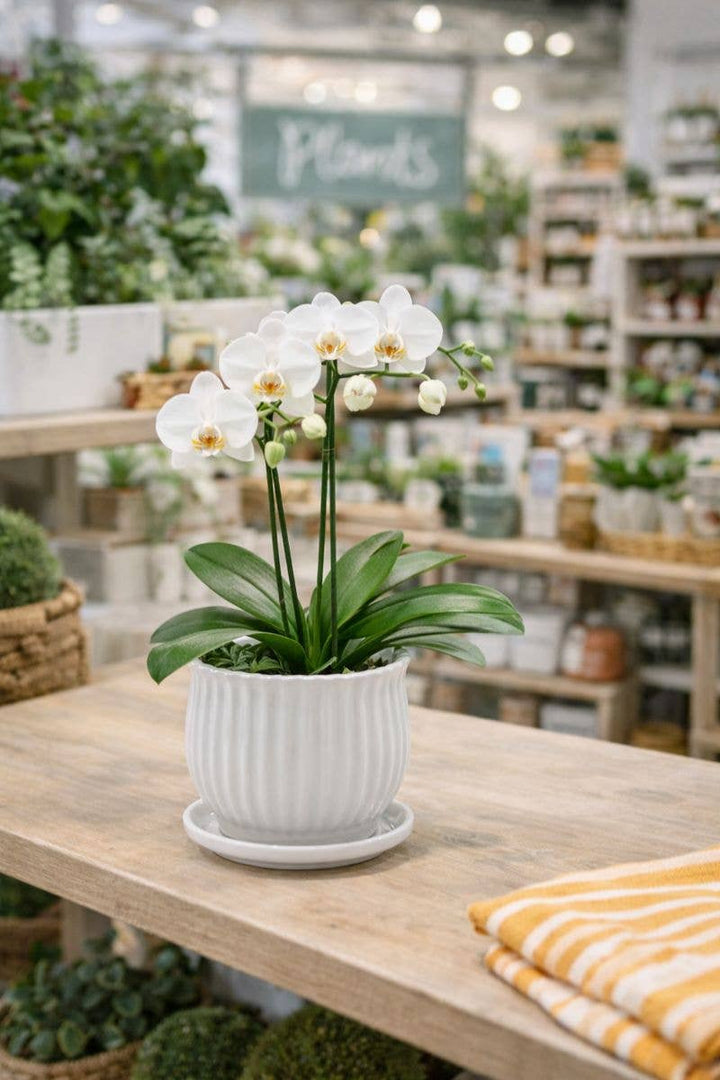 White Scalloped Pot with Saucer - Planter