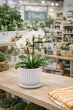 White Scalloped Pot with Saucer - Planter