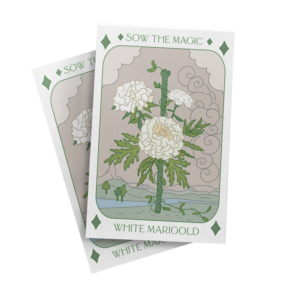 Seeds White Marigold Tarot Art Packet
