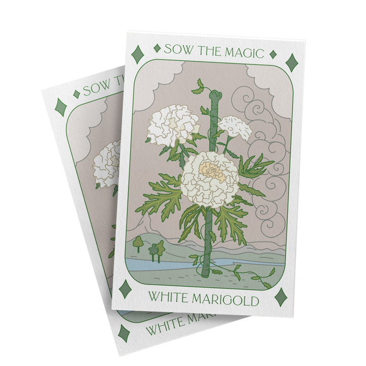 Seeds White Marigold Tarot Art Packet