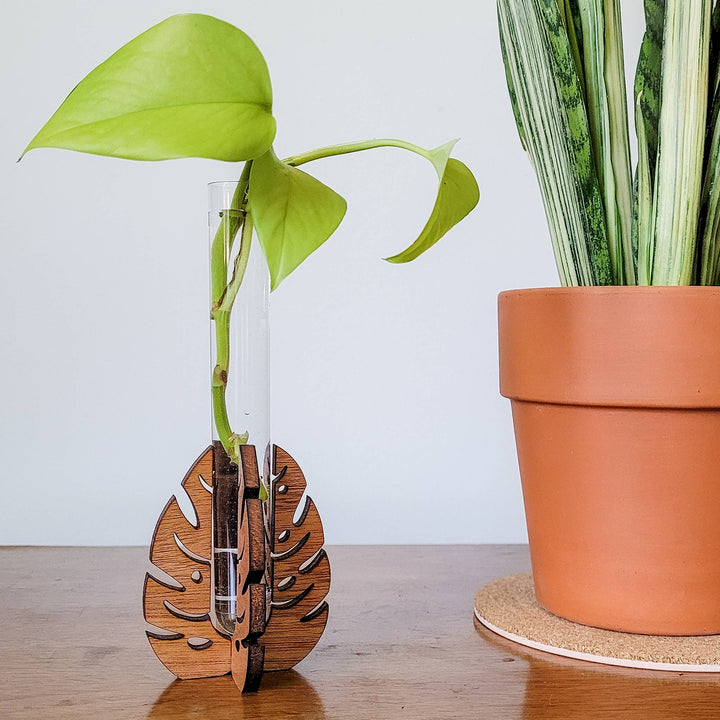 Test Tube Propagation Station Monstera Test Tube Holder