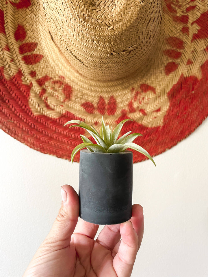 Solid Cement Air Plant Holder: Black Bean