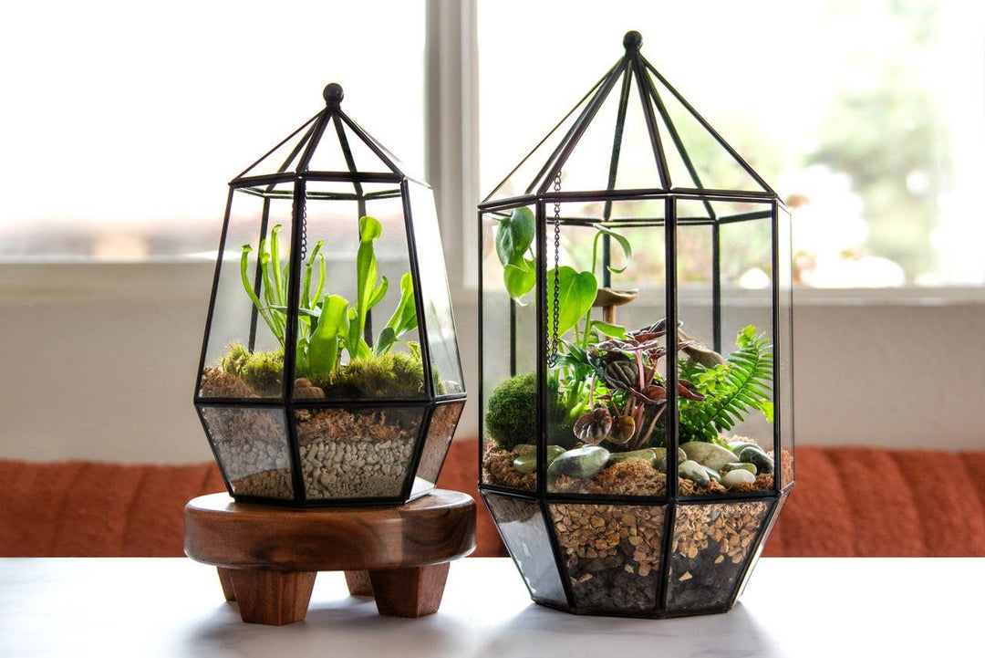 Glass Terrarium: Large