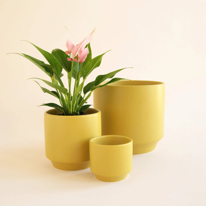 Parker Pot - Palm Speckle 4.5 inch