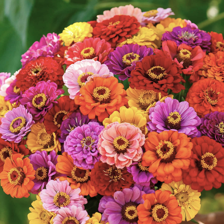 Seeds Illumination Zinnia