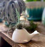 Whale Air Plant Holder