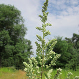 Seeds Wormwood Mugwort