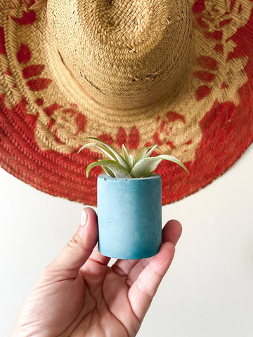 Solid Cement Air Plant Holder: Blue Jean