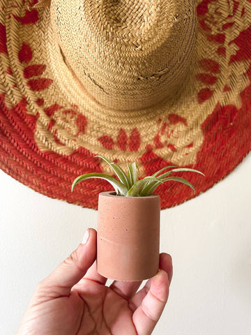 Solid Cement Air Plant Holder: Terra cotta