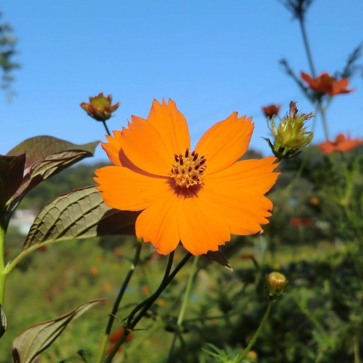 Seeds Diablo Cosmos