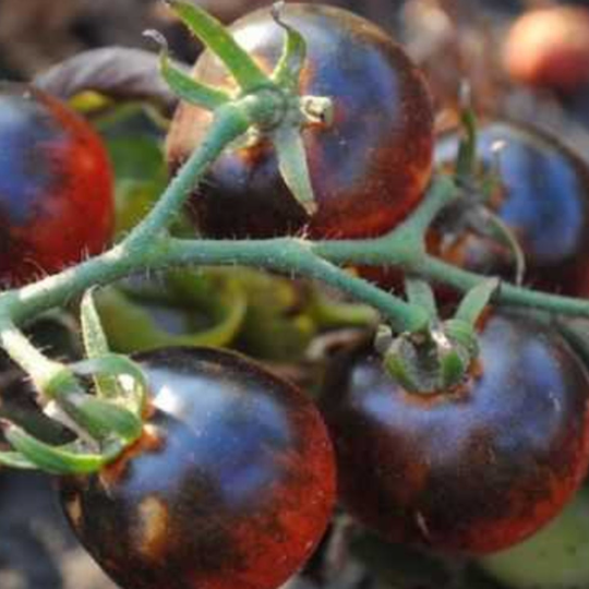 Seeds Blueberries Cherry Tomato Tarot Garden