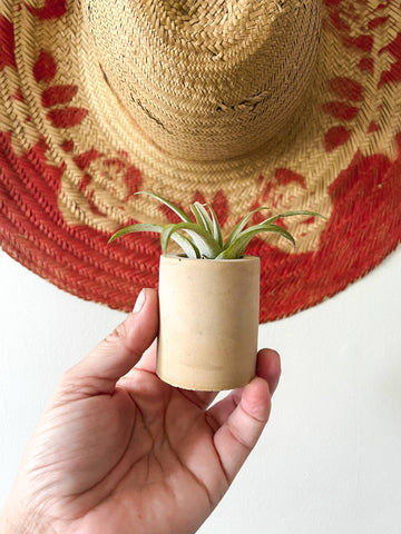 Solid Cement Air Plant Holder: Marigold