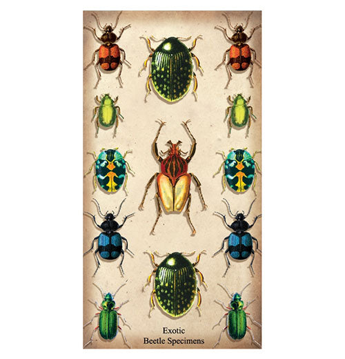 Specimen Beetles Large Matchbox