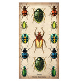 Specimen Beetles Large Matchbox