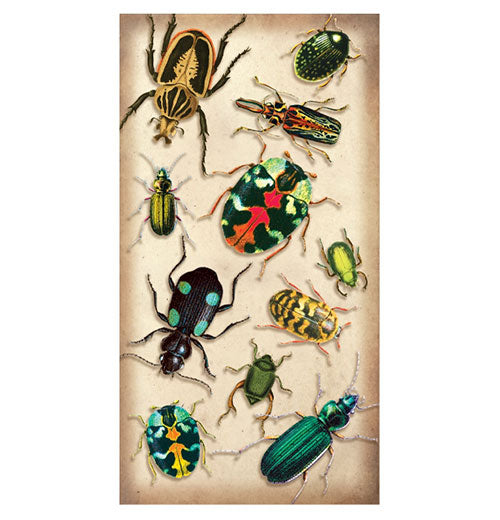 Specimen Beetles Large Matchbox