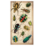Specimen Beetles Large Matchbox