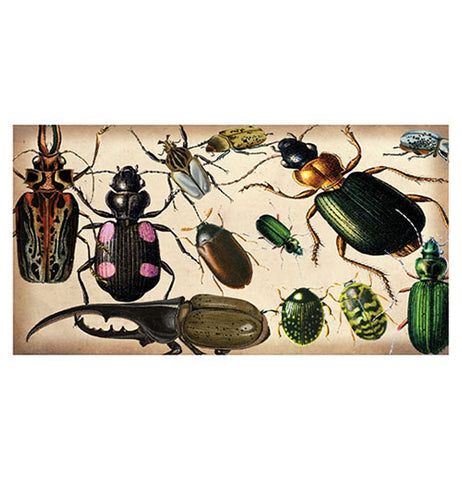Specimen Beetles Large Matchbox