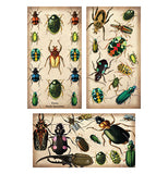 Specimen Beetles Large Matchbox