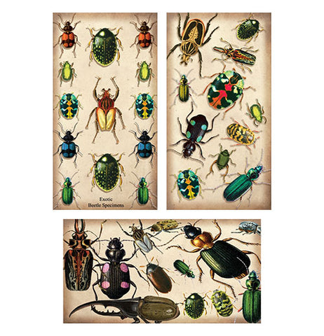 Specimen Beetles Large Matchbox