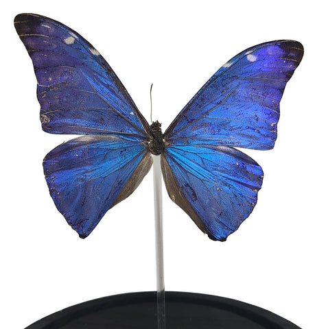 Adonis Morpho Butterfly Bell Jar