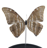 Adonis Morpho Butterfly Bell Jar