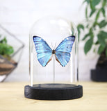 Adonis Morpho Butterfly Bell Jar