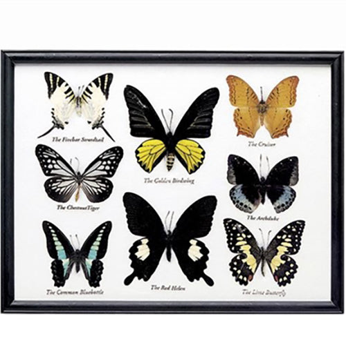 Butterfly Specimen (8-Piece)
