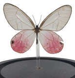 Blushing Phantom Butterfly Bell Jar