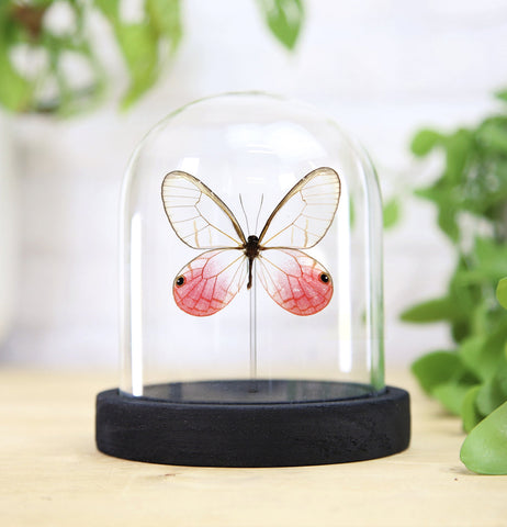 Blushing Phantom Butterfly Bell Jar